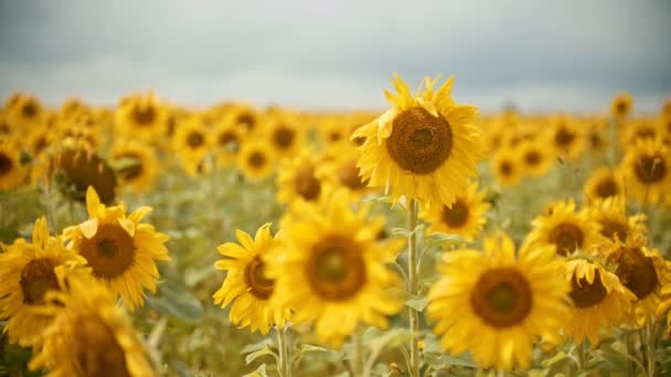Ein leuchtend gelbes Feld aus Sonnenblumen - die Biene fliegt herum und sammelt die Pollen — Stockvideo