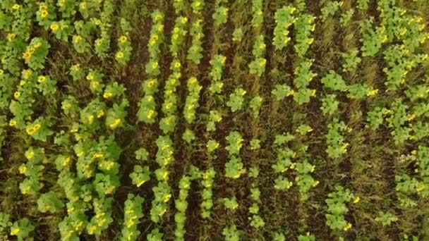 Um campo brilhante de linhas de girassóis maduros - aéreo — Vídeo de Stock