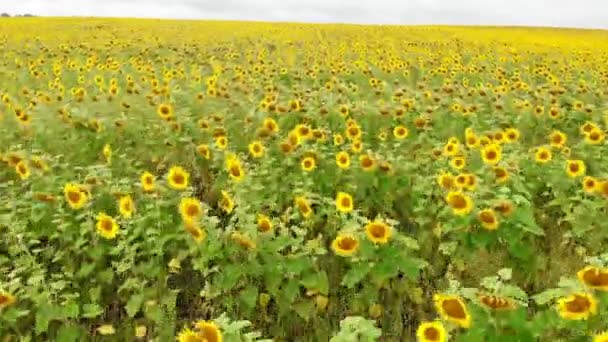 Un câmp luminos de rânduri de floarea-soarelui coapte - fotografiere de la dronă - aeriană — Videoclip de stoc