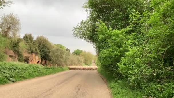 En flock sheeps går på vägen i landet — Stockvideo