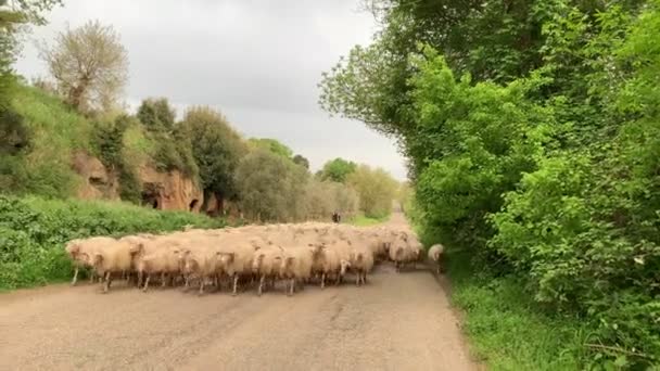 En stor flock sheeps gå på vägen i landet — Stockvideo
