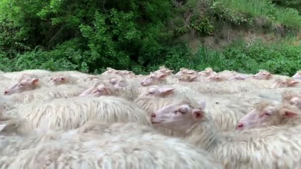 Eine Herde weißer Schafe auf den Straßen des Landes — Stockvideo