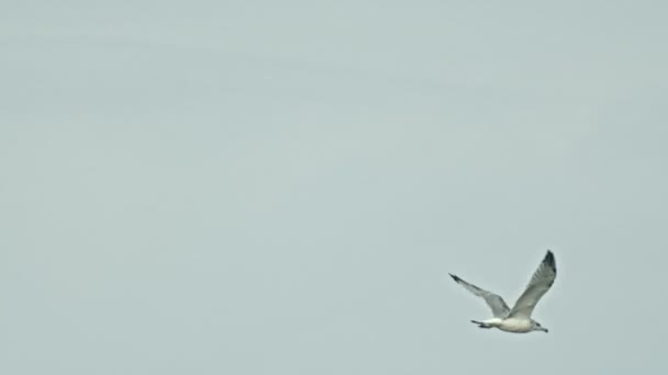 Una gaviota solitaria volando en el cielo — Vídeos de Stock
