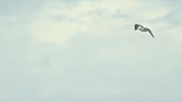 Une mouette solitaire volant dans le ciel nuageux — Video