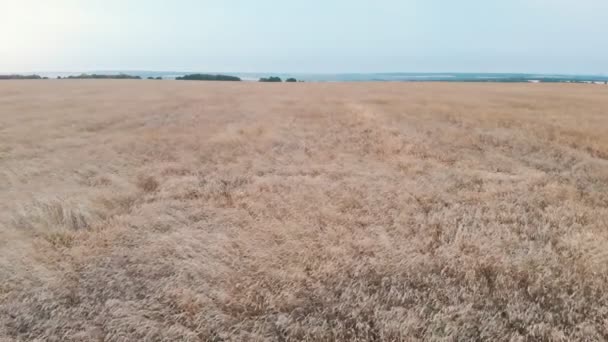 Um grande campo cheio de trigo em maturação — Vídeo de Stock