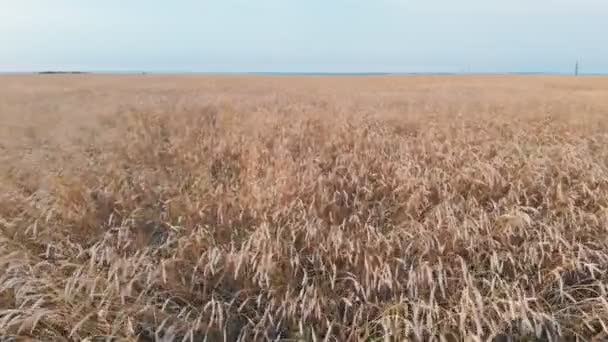 Un grand champ plein de blé doré — Video