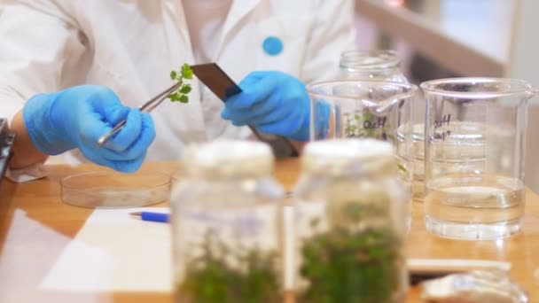 Biotechnologie und Gentechnik - eine Frau arbeitet mit Pflanzenproben im Reagenzglas und berührt es mit einem Lineal — Stockvideo