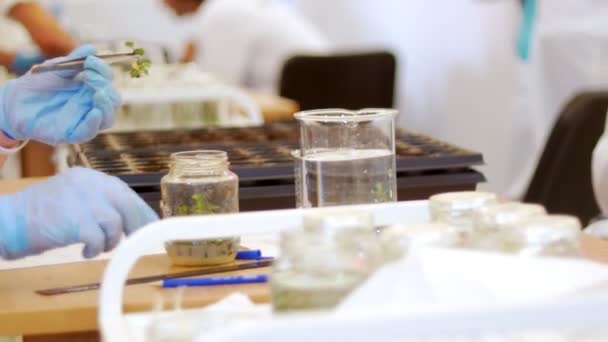 Biotechnologie und Gentechnik - eine Frau arbeitet mit Pflanzenproben im Reagenzglas - legt die Probe ins Wasser — Stockvideo