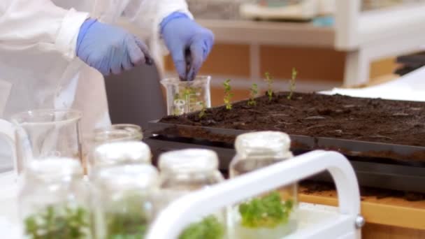Biotechnologie a genetické inženýrství-pracovní síly, malé rostliny ve speciálních buňkách se zemí — Stock video