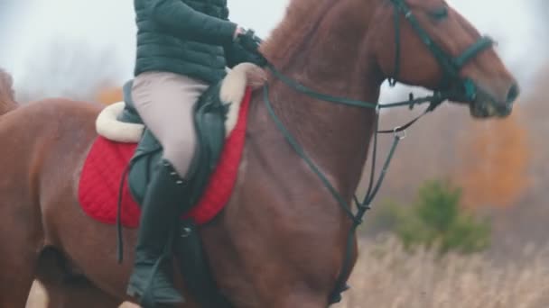 Dos mujeres montando caballos de jengibre sosteniéndolos en las riendas — Vídeo de stock