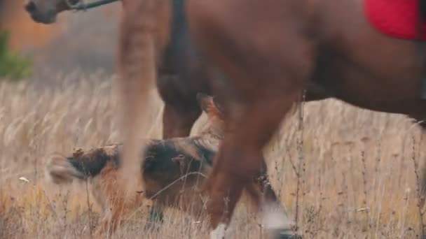 Pies patrzy na dwa konie, które krążą w kółko. — Wideo stockowe