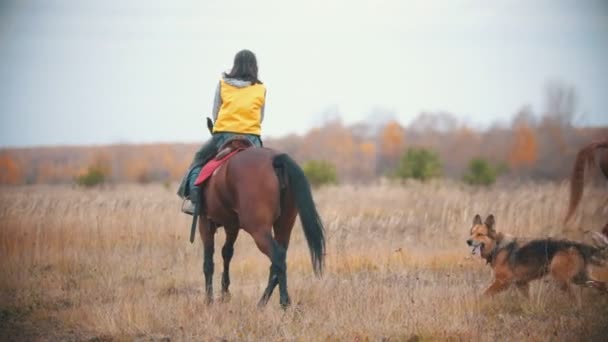 Twee vrouwen op de rug van de paarden en een hond lopen over het veld — Stockvideo