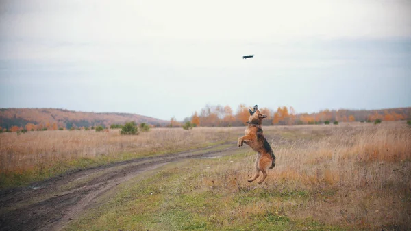 Un chien saute et joue avec un copter — Photo