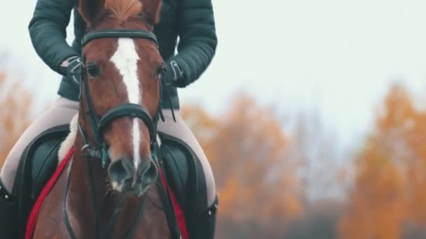 Жінка на коні повертається — стокове відео