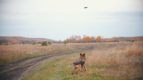 Un cane sta saltando e cercando di catturare l'elicottero — Video Stock