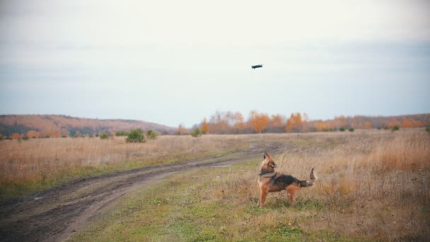 Un cane salta e gioca con un elicottero — Video Stock