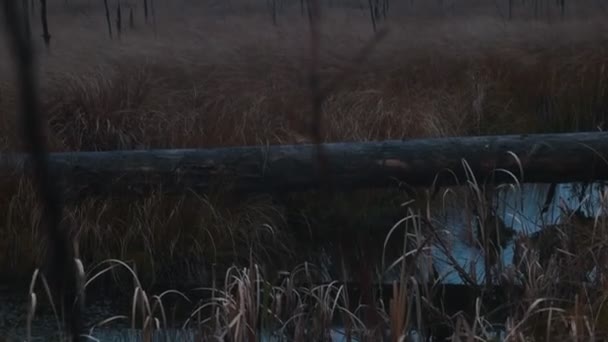 Krajobraz zachmurzonego pustego lasu z żółtą jesienną trawą — Wideo stockowe