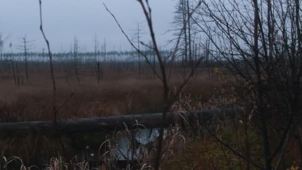 Eine Landschaft aus nebelverhangenem, leeren Wald mit gelbem Herbstgras — Stockvideo