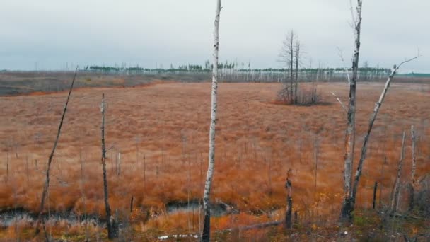Krajina podzimního pole - holé břízy - letecký pohled — Stock video