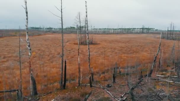 Een landschap van de herfst veld - antenne uitzicht — Stockvideo