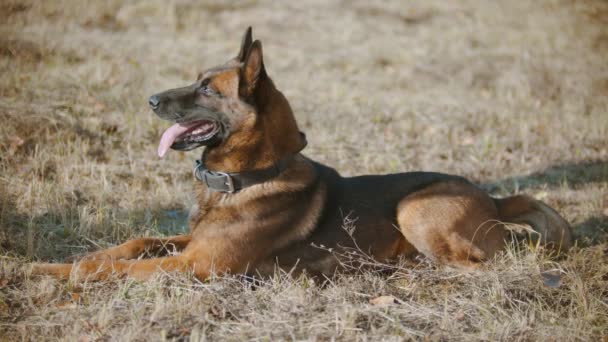Duitse herder hond liggend op het gras — Stockvideo