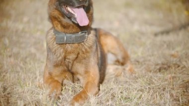 Alman çoban köpeği çimlerin üzerinde oturuyor ve antrenörüne bakıyor sopayı nasıl salladığına