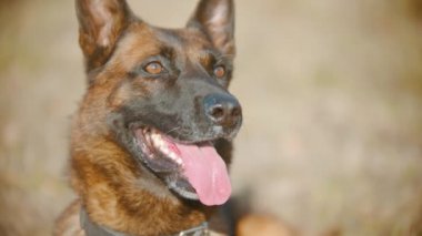 Eğitimli Alman çoban köpeği çimlerin üzerinde oturuyor ve sopaya bakıyor.