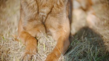 Alman çoban köpeği sonbahar çimlerinde uzanıyor.