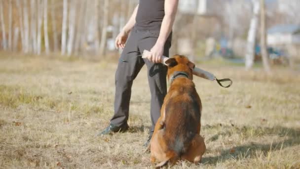 Ένας άντρας εκπαιδεύει τον Γερμανό ποιμένα σκύλο του - υποκινεί τον σκύλο στο στόχο — Αρχείο Βίντεο