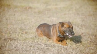 Komik Alman çoban köpeği çimlere uzanıp bir şeyler kokluyor.