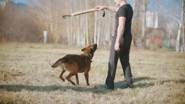 A man training his german shepherd dog - incite the dog on the grip bait and making the dog jump — Stockvideo