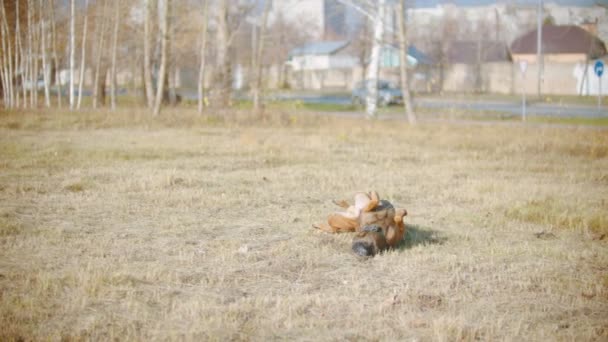Lustiger Schäferhund rollt spielerisch auf dem Gras — Stockvideo