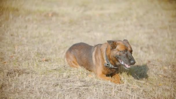 面白いドイツの羊飼いの犬は楽しそうに芝生の上に横たわって何かを嗅ぐ — ストック動画