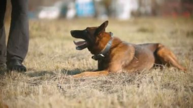 Bir Alman çoban köpeği eğitici tarafından yönetiliyor.