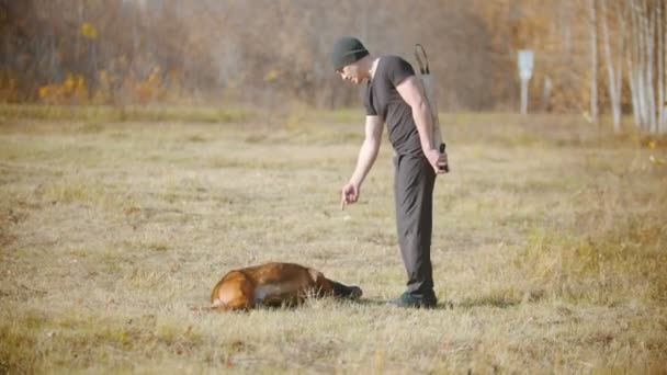 독일 산 셰퍼드 개에게 구르도록 훈련시키고 있는 남자 — 비디오