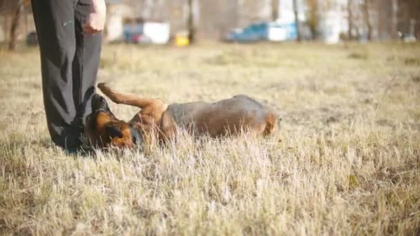 ドイツの羊飼いの犬がトレーナーの命令で転がる — ストック動画