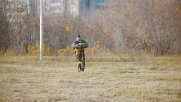 자신의 독일 양치기 개 - 보호용 소매에 이를악무는 개와 조련사 - 를 훈련시키는 사람 이자기 주위를 돌고 있다 — 비디오