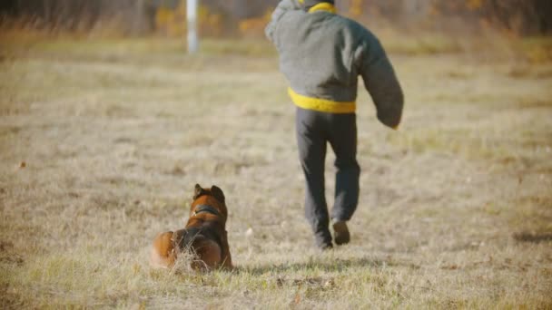 Een man trainer in beschermende jas loopt weg op de afstand van zijn duitse herder hond — Stockvideo