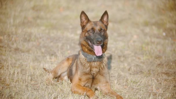 Alman çoban köpeği sonbahar otlarının üzerinde dili dışarıda uzanıyor. — Stok video