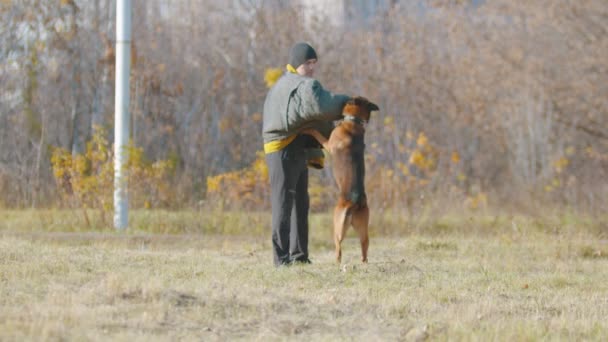 Un hombre que entrena a su perro pastor alemán - el perro fuertemente apretando los dientes en una manga de la chaqueta protectora — Vídeos de Stock
