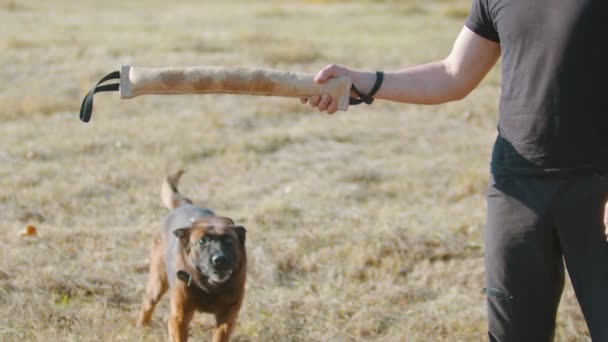 En man tränar sin tyska herde hund - uppvigla hunden på greppet bete och göra hunden hoppa och knyta tänderna på det - tränare kretsar kring sig själv — Stockvideo