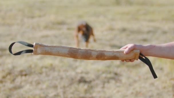 Bir adam Alman çoban köpeğini eğitiyor. Köpeği kabza yemine kışkırtıyor ve köpeği zıplatmaya ve dişlerini sıkmaya zorluyor. — Stok video