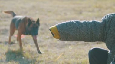 Alman çoban köpeğini eğiten bir adam. Köpek çalıştırıcıya doğru koşuyor ve koruyucu bir ceketin üzerinde dişlerini sıkıyor.