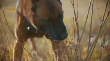 Alman çoban köpeği çimenleri ve sopaları ısırıyor.