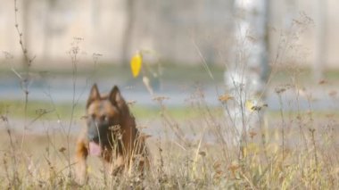 Alman çoban köpeği koşuyor ve çimlere oturuyor.