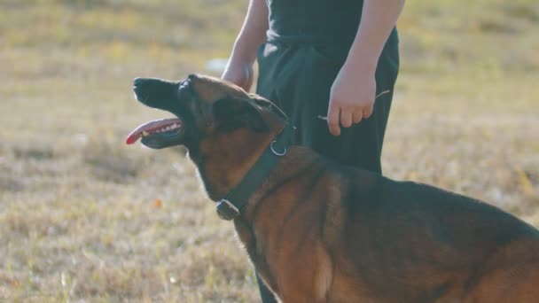 Un dresseur d'homme caresse son chien de berger allemand — Video