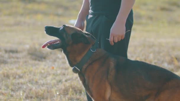 En man tränare klappa sin tyska herde hund — Stockvideo