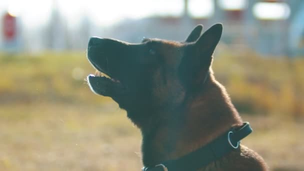 Pastor alemán perro ladrando al mando — Vídeo de stock