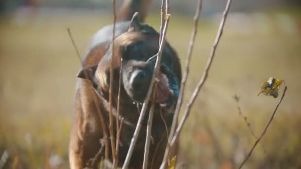 Duitse herder hond bijten op de stokken — Stockvideo