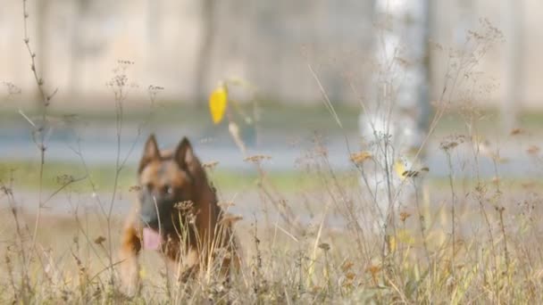 Duitse herder hond rennen en zitten op het gras — Stockvideo
